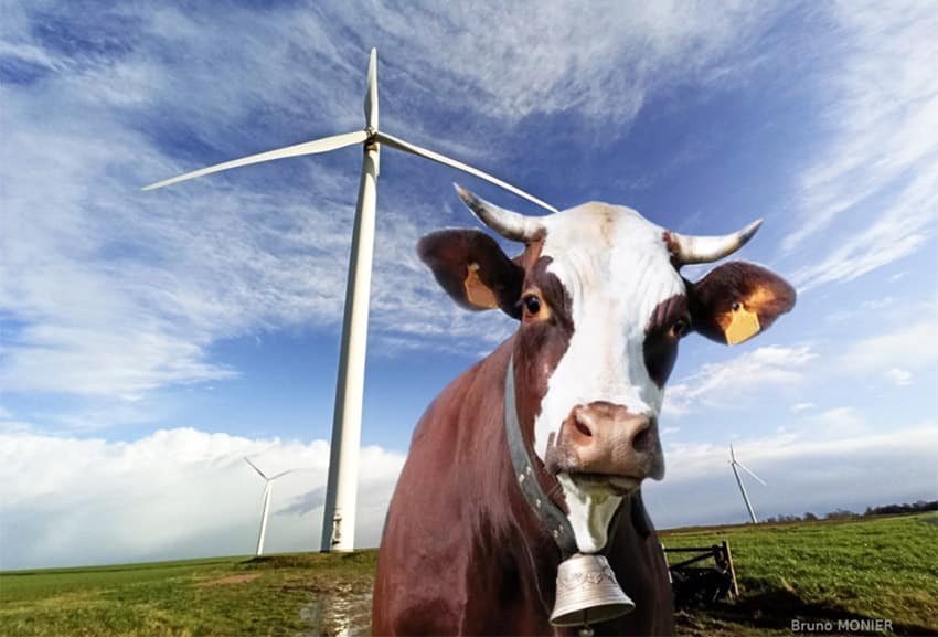 Les éoliennes font-elles tourner le lait de nos vaches